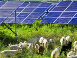 Here’s why 1,000 sheep on a Colorado solar farm will be a win-win