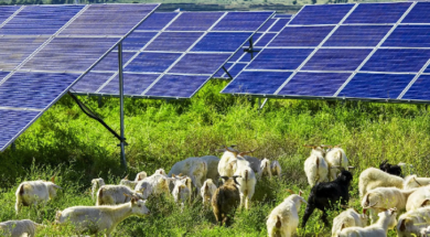 Here’s why 1,000 sheep on a Colorado solar farm will be a win-win