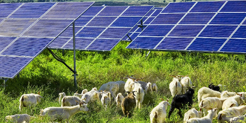 Here’s why 1,000 sheep on a Colorado solar farm will be a win-win – EQ Mag Pro
