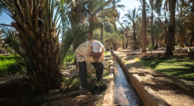 Climate crisis threatens centuries-old oases in Morocco